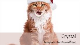  Presentation with maine - Colorful PPT layouts enhanced with portrait of maine coon kitten in red christmas santa hat cute orange striped cat dressed as santa claus looking at camera christmas red kitty make funny face isolated on white background backdrop and a soft green colored foreground