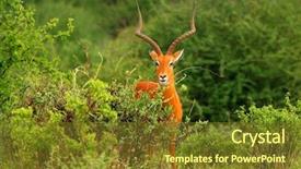  Presentation with kenya - Presentation theme with portrait of male antelope africa background and a tawny brown colored foreground