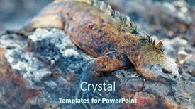  Presentation with ecuador - Beautiful presentation theme featuring portrait-of-male-marine-iguana backdrop and a ocean colored foreground