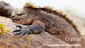 Presentation with marine - Presentation with portrait-of-male-marine-iguana background and a coral colored foreground