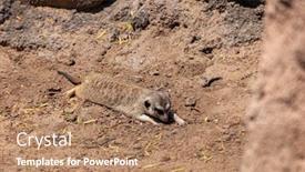  Presentation with native canadian - Audience pleasing slides consisting of portrait-of-meerkat-suricata-suricatta backdrop and a coral colored foreground