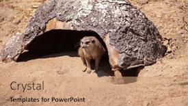  Presentation with african americans and food - Presentation theme with portrait-of-meerkat-suricata-suricatta background and a coral colored foreground