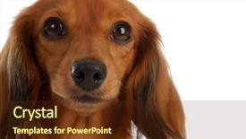  Presentation with dachshund - PPT layouts having miniature long haired dachshund background and a tawny brown colored foreground