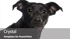  Presentation with old dog - Audience pleasing theme consisting of portrait of mixed-breed dog 18 months old in front of white background backdrop and a gray colored foreground