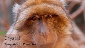  Presentation with monkey - Slides with portrait-of-monkey-in-morocco background and a coral colored foreground