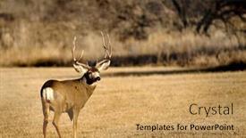  Presentation with antlers - Slide deck featuring portrait-of-mule-deer-buck background and a yellow colored foreground