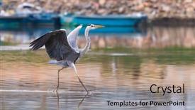  Presentation with natural language processing - Theme featuring portrait of natural grey heron background and a coral colored foreground