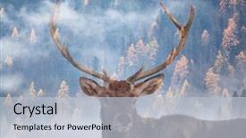  Presentation with pine forest - Presentation design enhanced with concept hunting background concept design - portrait of noble deer stag background and a light blue colored foreground
