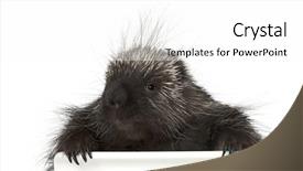  Presentation with canadian - Colorful theme enhanced with portrait of north american porcupine backdrop and a white colored foreground
