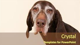  Presentation with old dog - Slide deck enhanced with portrait of old dog background and a tawny brown colored foreground