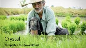  Presentation with plantation - Presentation design featuring portrait of old farmer working background and a yellow colored foreground