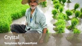  Presentation with rice - PPT layouts having portrait of old farmer working background and a violet colored foreground