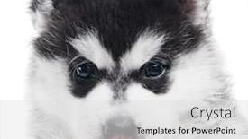  Presentation with husky - PPT layouts enhanced with portrait of one little puppy siberian husky dog of one month isolated on white background background and a light gray colored foreground
