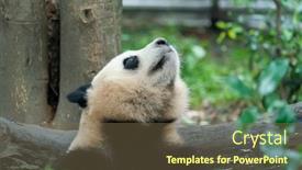  Presentation with animals - Presentation design featuring portrait-of-panda-bear-close background and a tawny brown colored foreground