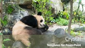 Presentation with china - Slide set featuring portrait-of-panda-bear-close background and a gray colored foreground