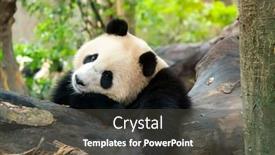  Presentation with china - Slide set with portrait-of-panda-bear-close background and a dark gray colored foreground