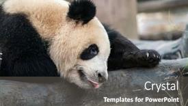  Presentation with china - PPT layouts featuring portrait-of-panda-bear-close background and a gray colored foreground