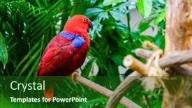  Presentation with parrot - Slide set with portrait-of-papuan-eclectus-parrot background and a forest green colored foreground