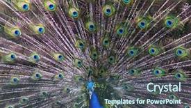  Presentation with peacock - Beautiful presentation featuring portrait of peacock with feathers backdrop and a ocean colored foreground