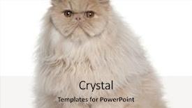  Presentation with persian cultre - PPT theme featuring spices around old plate background and a dark gray colored foreground