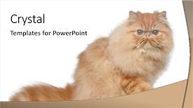  Presentation with persian - Audience pleasing slides consisting of portrait of persian cat 7 backdrop and a  colored foreground