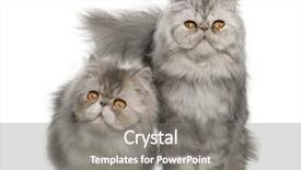  Presentation with persian - PPT theme featuring portrait of persian cat 7 background and a gray colored foreground