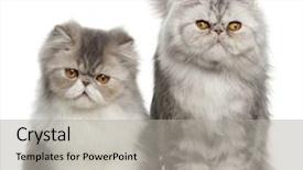  Presentation with persian - Slides having view on mountains and blue sky above clouds krasnaya polyana sochi russia background and a light gray colored foreground