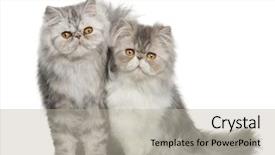  Presentation with persian - Amazing PPT layouts having portrait of persian cat 7 backdrop and a mint green colored foreground
