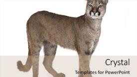  Presentation with studio - Beautiful presentation theme featuring portrait of puma cub puma backdrop and a coral colored foreground