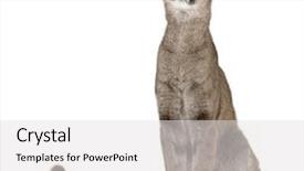  Presentation with studio - Colorful slides enhanced with gdr - circa 1972 a stamp printed in gdr shows kamov helicopter ka-26 circa 1972 backdrop and a teal colored foreground