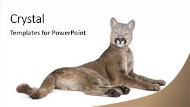  Presentation with old butcher shop - Slides having portrait of puma cub puma background and a white colored foreground