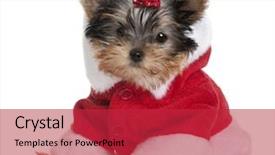  Presentation with puppy - Audience pleasing presentation consisting of housewife is upset the gas backdrop and a light gray colored foreground