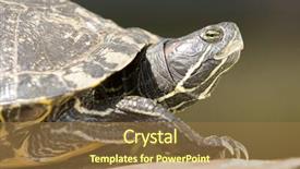  Presentation with red earedr turtle sunning - Audience pleasing presentation theme consisting of braided diagonally oriented wire steel grid with reflections on black background under the spot light abstract textured background backdrop and a dark gray colored foreground