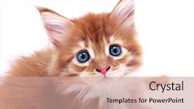  Presentation with red white blue - Theme consisting of portrait of red main coon background and a coral colored foreground