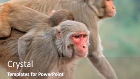  Presentation with india - PPT theme with portrait-of-rhesus-macaque-monkeys background and a violet colored foreground