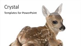 Presentation with old butcher shop - Colorful PPT layouts enhanced with portrait of roe deer fawn backdrop and a white colored foreground