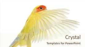  Presentation with challenges faced by early strat ups - Audience pleasing presentation design consisting of lovebirds - portrait of rosy-faced lovebird flying backdrop and a soft green colored foreground
