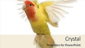  Presentation with flying - Slides consisting of rosy-faced lovebird flying agapornis background and a yellow colored foreground