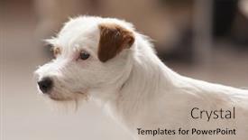  Presentation with rough - 