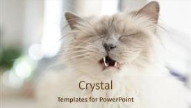  Presentation with sacred geometry - Slide set enhanced with portrait of sacred birman cat background and a lemonade colored foreground