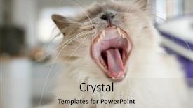  Presentation with sacred geometry - Cool new presentation theme with portrait of sacred birman cat backdrop and a soft green colored foreground