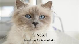  Presentation with cat - Audience pleasing presentation design consisting of portrait of sacred birman cat backdrop and a  colored foreground