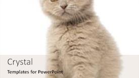  Presentation with fold - Amazing presentation theme having portrait of scottish fold kitten sitting 9 weeks old against white background backdrop and a coral colored foreground