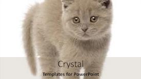  Presentation with fold - Audience pleasing theme consisting of portrait-of-scottish-fold-kitten backdrop and a coral colored foreground