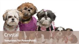  Presentation with rock minerals portrait - PPT layouts having portrait of shih tzus dressed background and a coral colored foreground