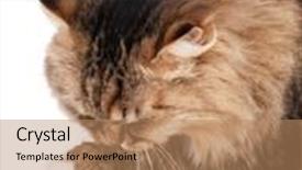  Presentation with siberian cat - Cool new slide deck with portrait of siberian cat backdrop and a coral colored foreground