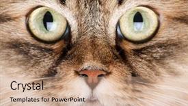  Presentation with siberian cat - Slides featuring portrait of siberian cat background and a coral colored foreground