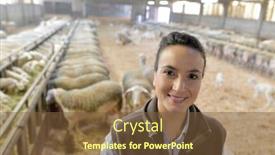  Presentation with barn - Slide set having portrait of smiling sheep breeder in barn background and a tawny brown colored foreground