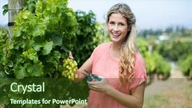  Presentation with vineyard - Colorful slide set enhanced with portrait of smiling woman cutting grapes through pruning shears from plant at vineyard backdrop and a tawny brown colored foreground