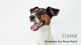  Presentation with fox - Amazing slide set having portrait-of-smooth-fox-terrier backdrop and a white colored foreground